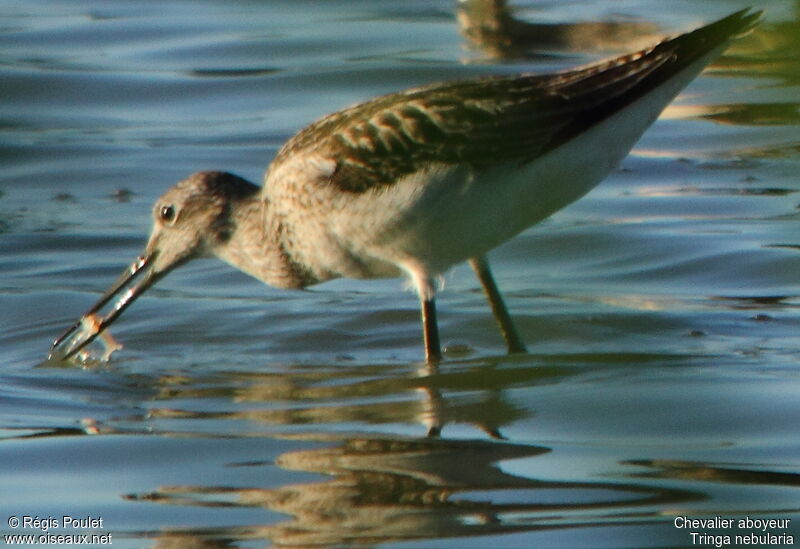 Common Greenshank, feeding habits