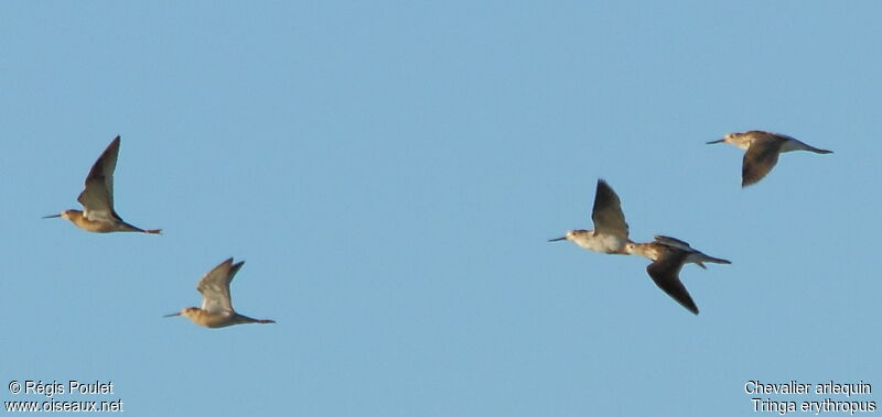 Spotted Redshank, Flight