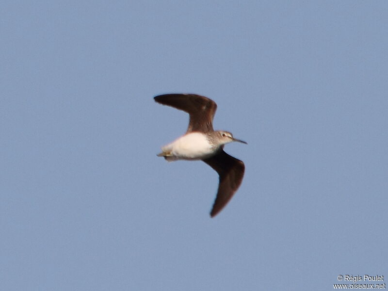 Green Sandpiper, Flight