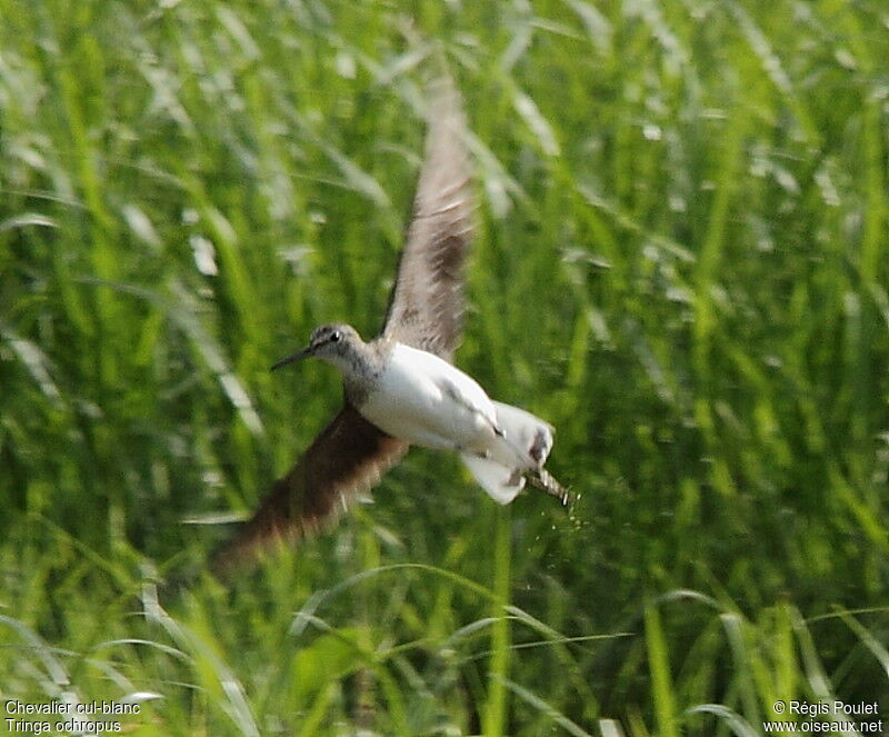 Green Sandpiper