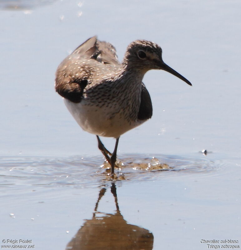 Green Sandpiper