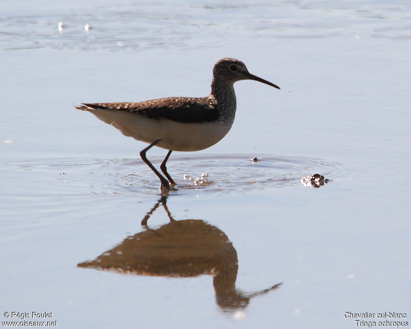 Green Sandpiper