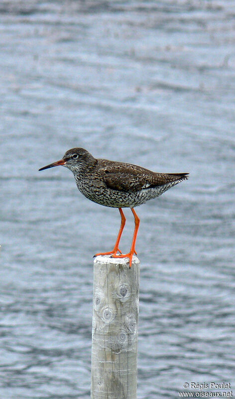 Common Redshank (robusta)adult breeding