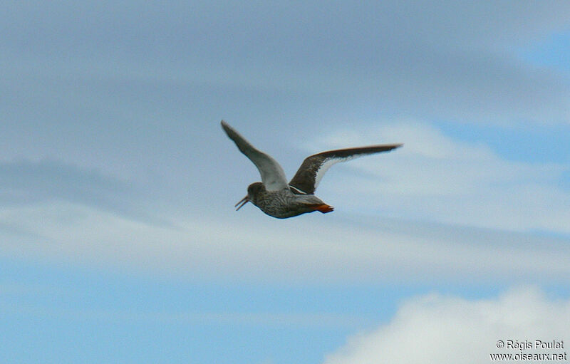 Common Redshank (robusta)adult breeding