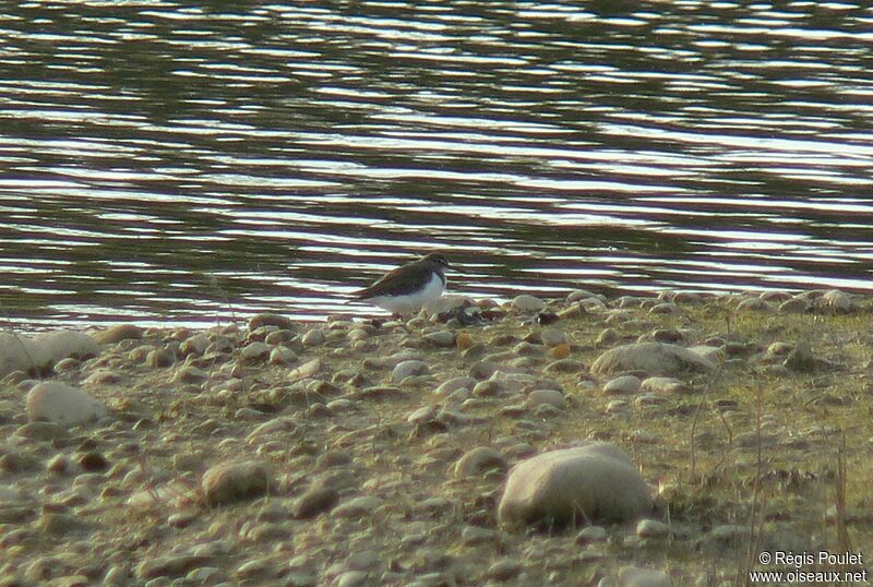 Common Sandpiper