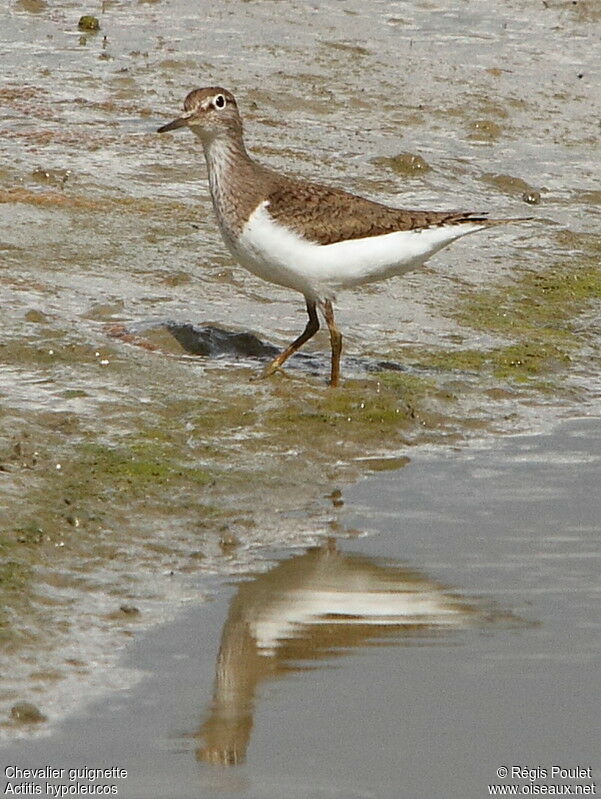 Common Sandpiper