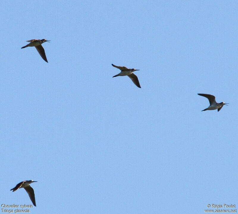 Wood Sandpiper, Flight