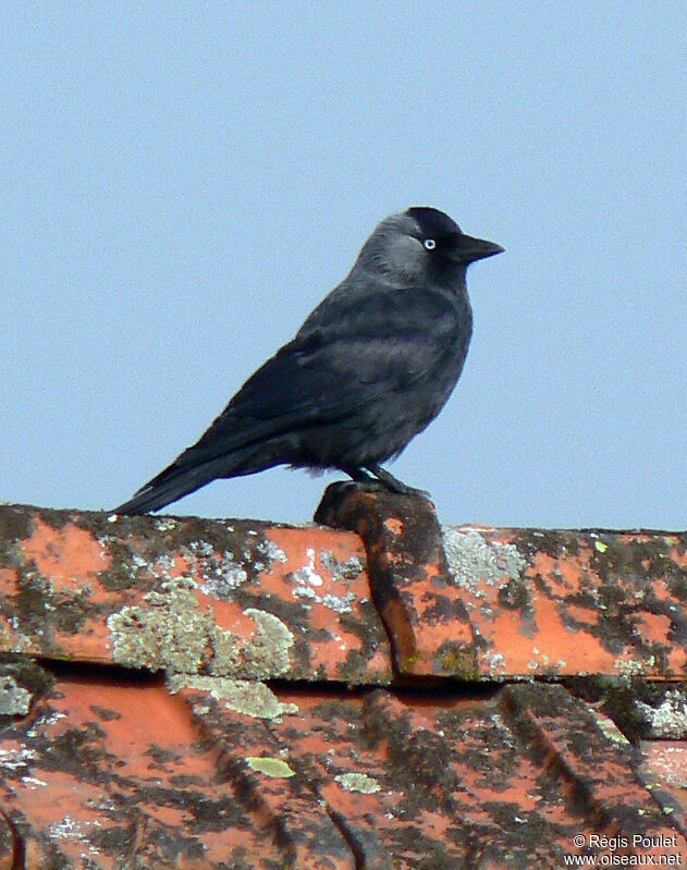 Choucas des toursadulte, identification