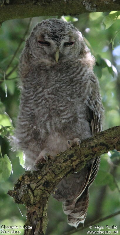 Tawny Owljuvenile