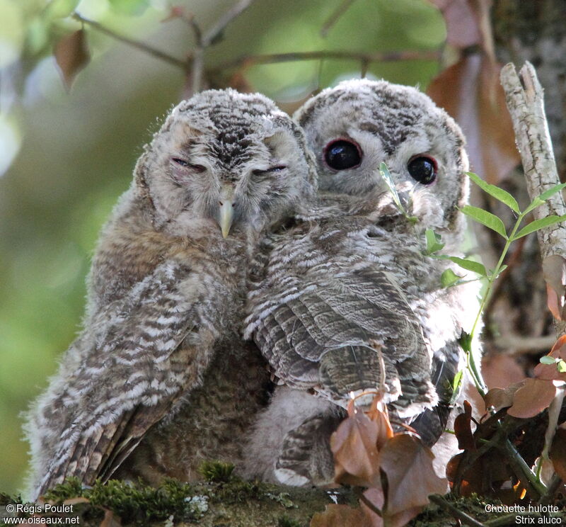 Tawny Owljuvenile