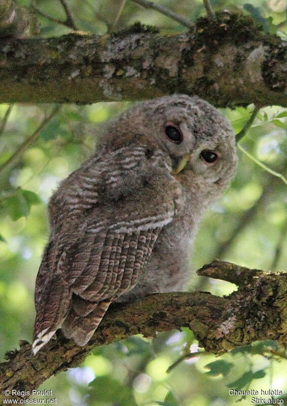 Chouette hulottejuvénile