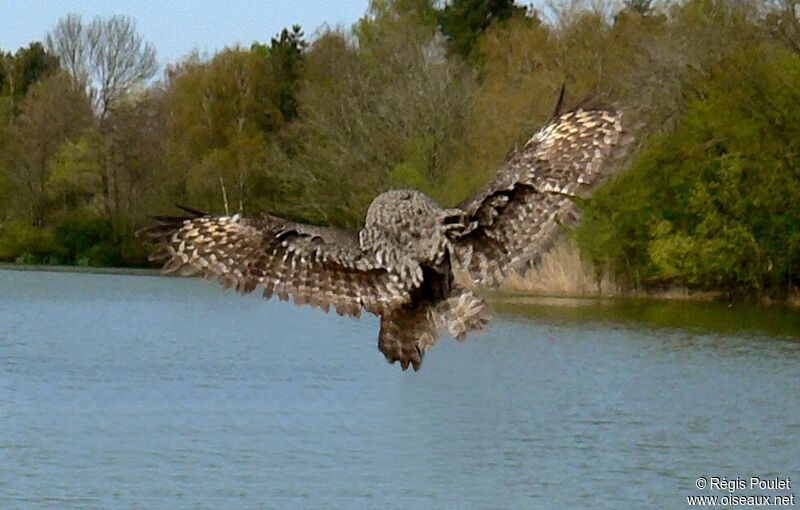 Great Grey Owladult, Flight