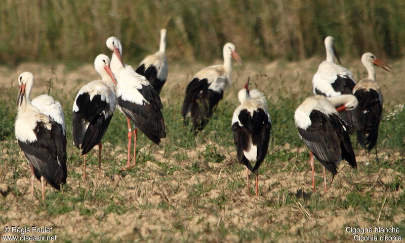 White Stork