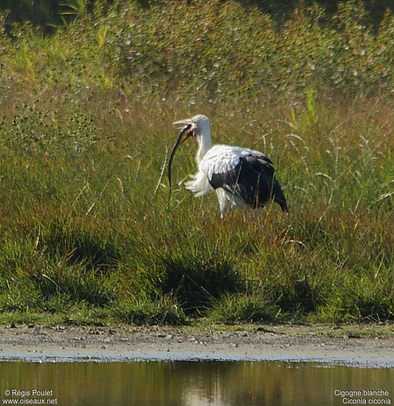 Cigogne blanche, régime