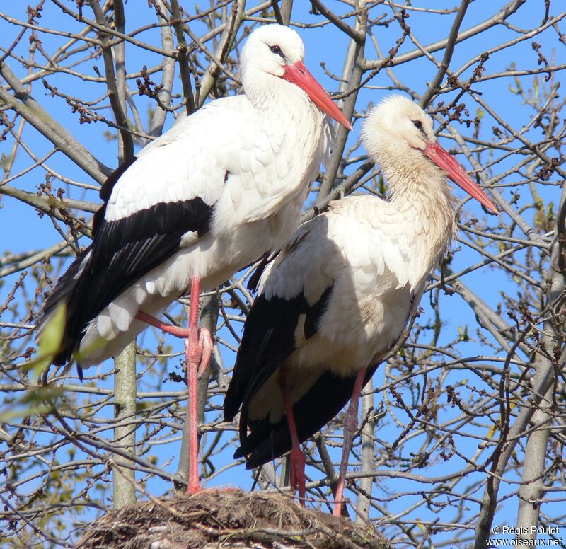 Cigogne blanche adulte