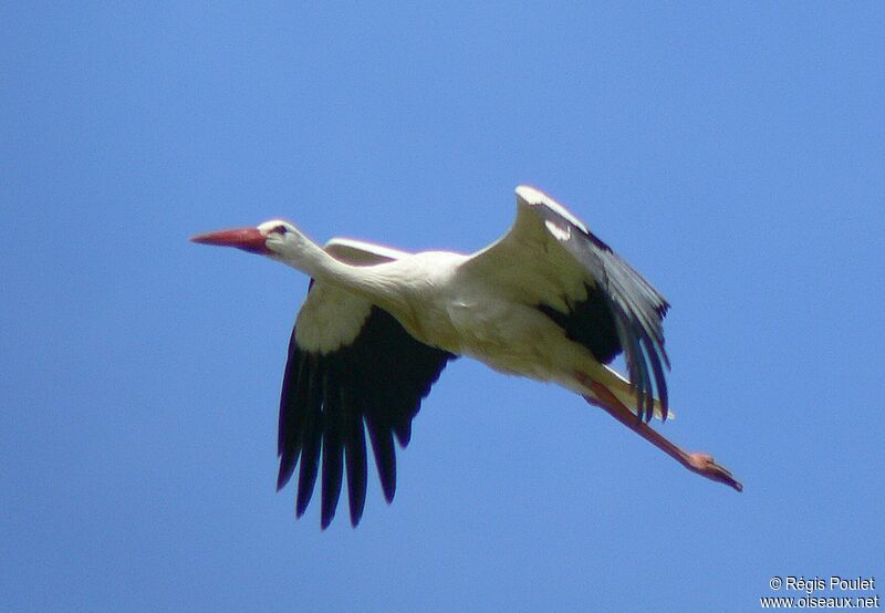 Cigogne blancheadulte