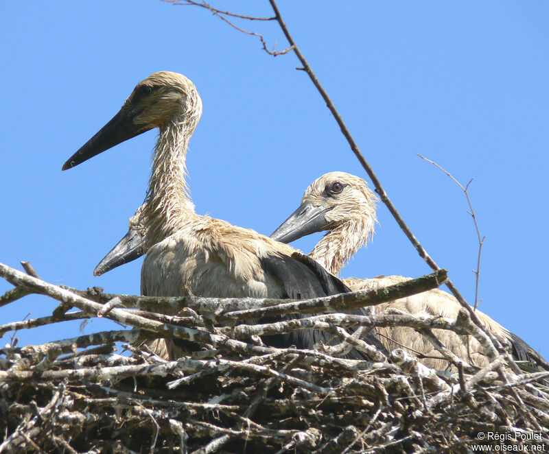 Cigogne blanche1ère année