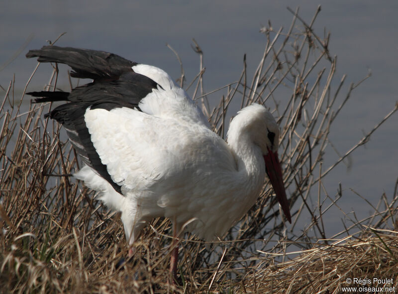 White Stork