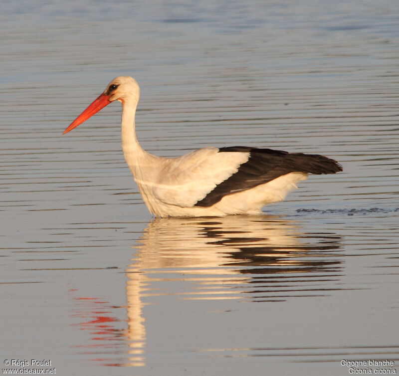 Cigogne blancheadulte