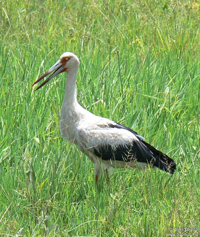 Maguari Stork