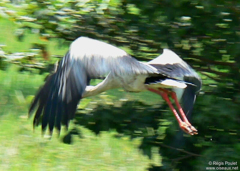 Cigogne maguari