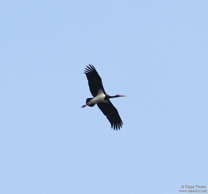 Cigogne noire, Vol