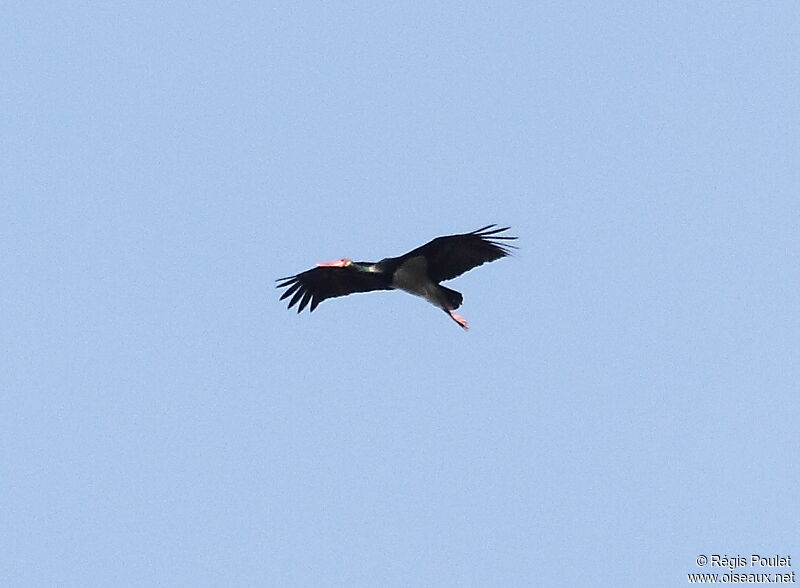 Black Stork, Flight