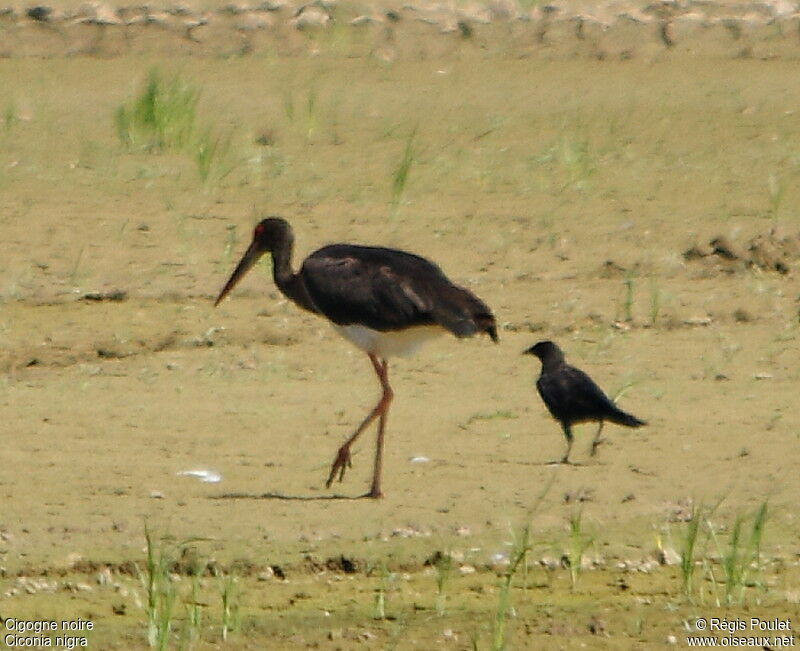 Cigogne noire