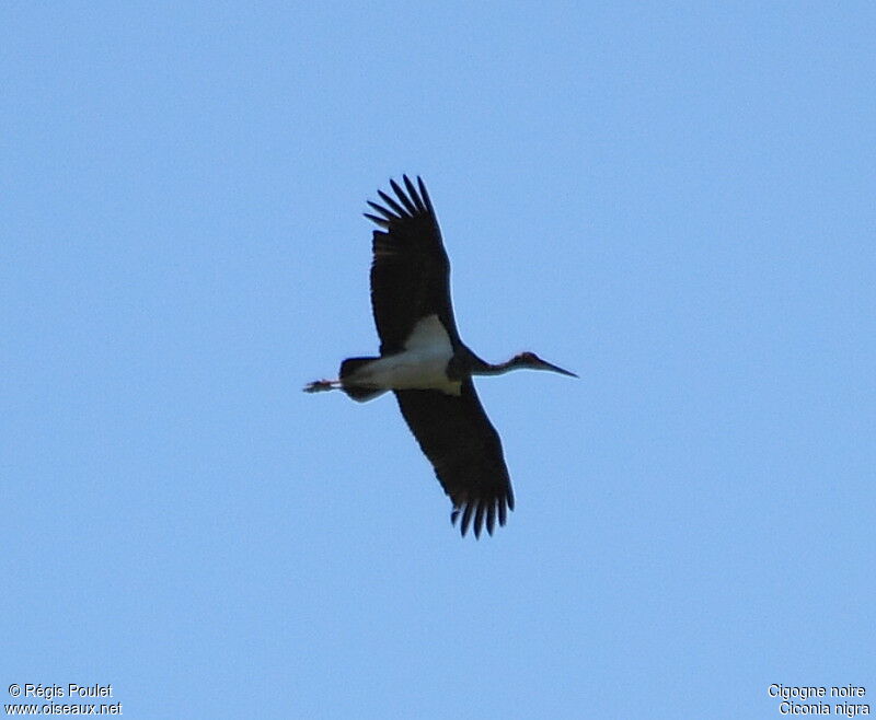 Cigogne noire, Vol