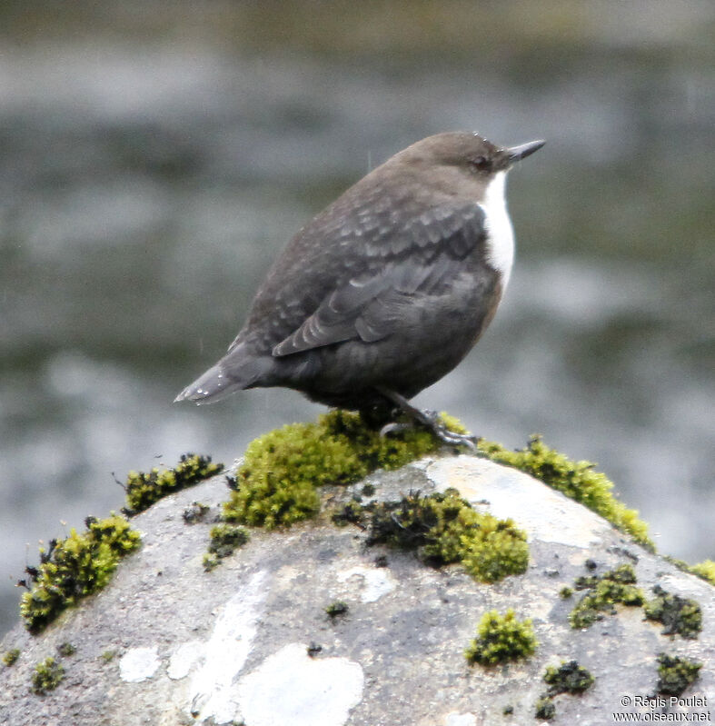 White-throated Dipperadult, identification