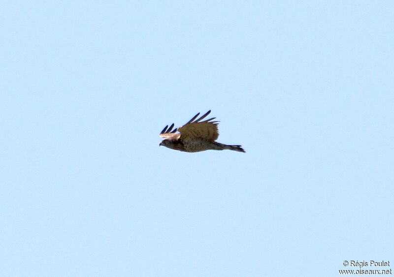 Short-toed Snake Eagle, Flight