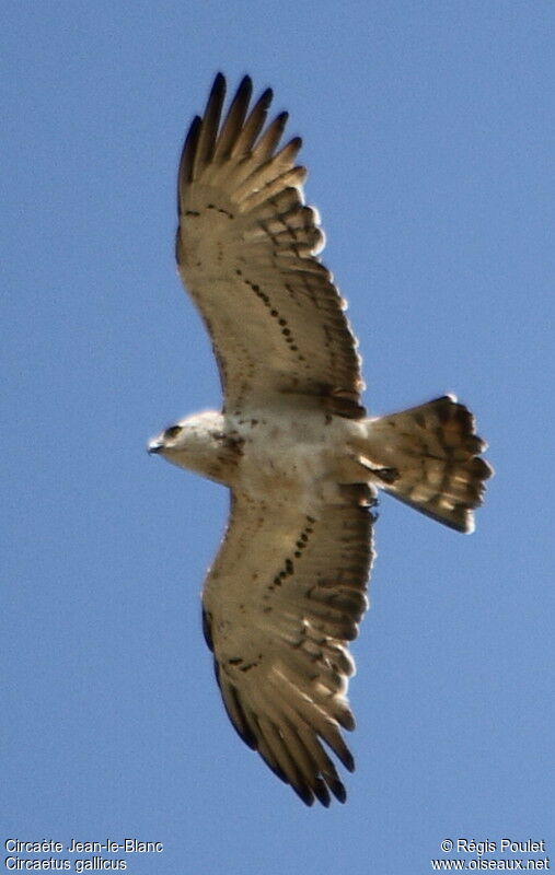 Short-toed Snake Eagleimmature, Flight