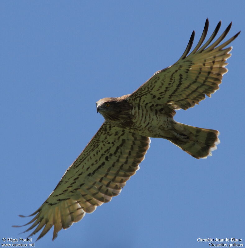 Short-toed Snake Eagle, Flight