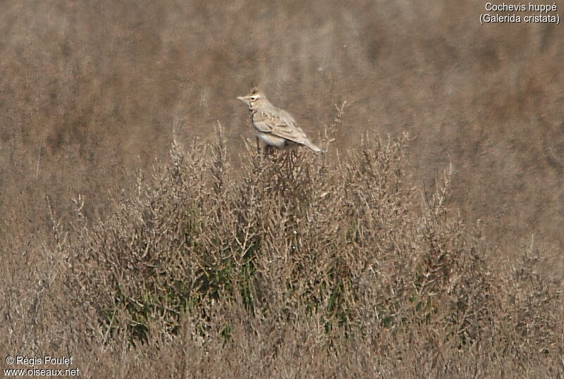 Cochevis huppé