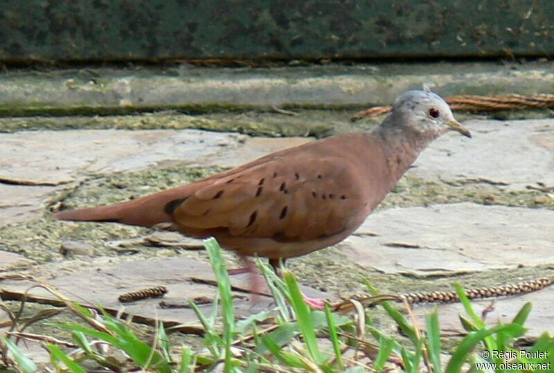 Ruddy Ground Dove