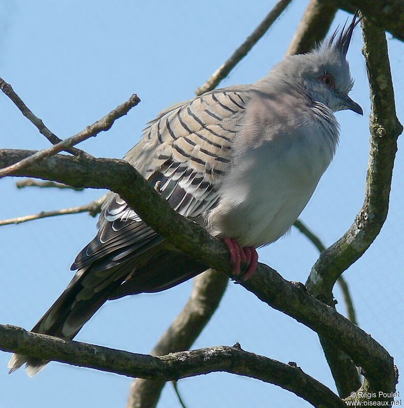 Colombine longupadulte