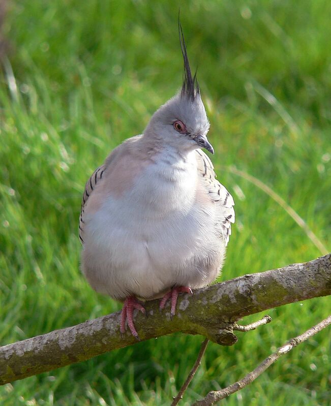 Crested Pigeonadult, identification