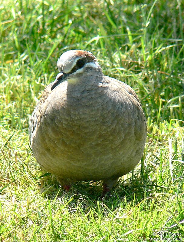 Common Bronzewing female adult