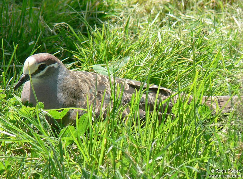 Common Bronzewing female adult