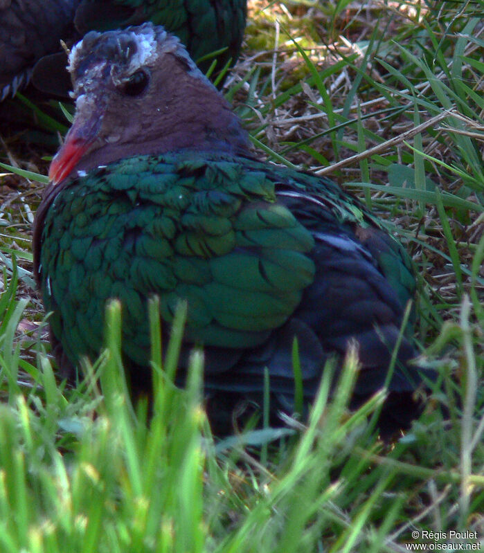 Common Emerald Doveadult, identification