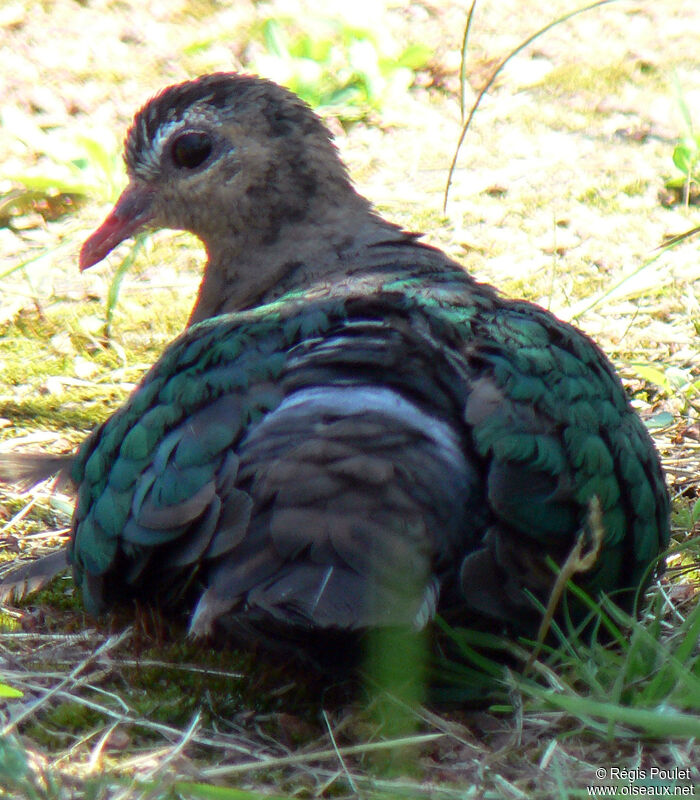 Common Emerald Doveadult, identification