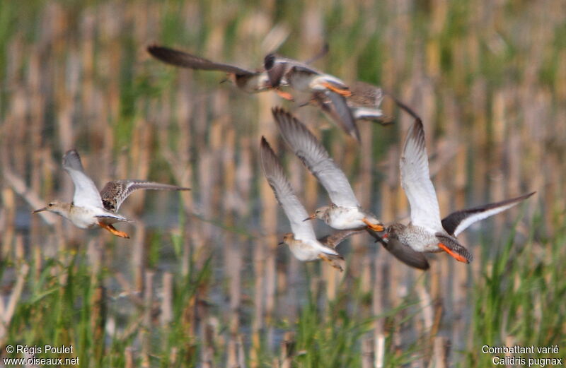 Ruff, Flight