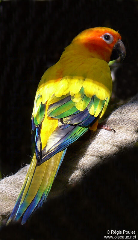 Sun Parakeetadult, identification