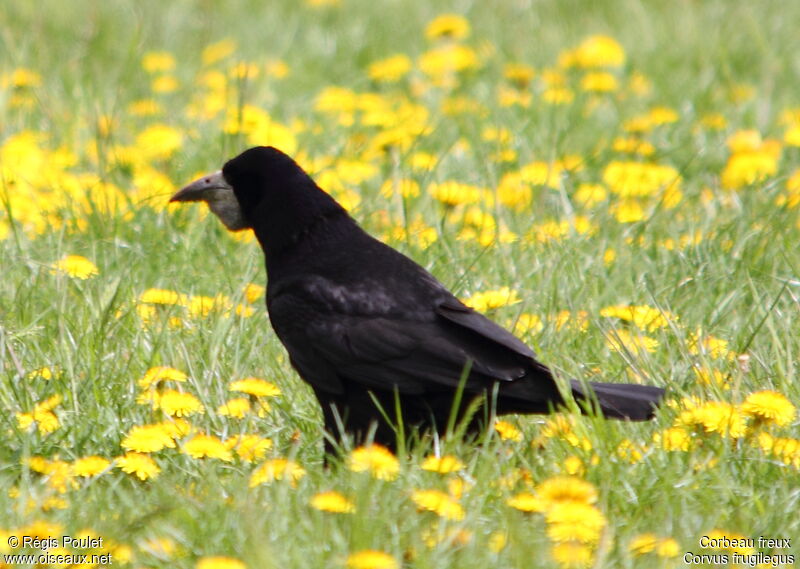 Corbeau freux