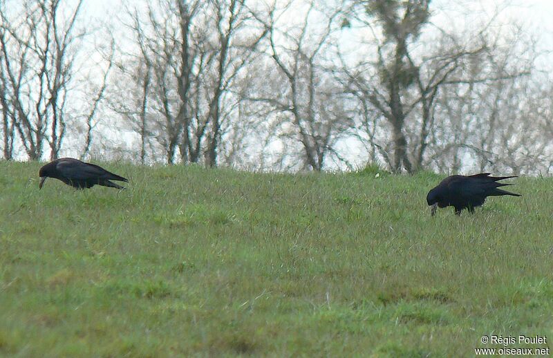 Corbeau freux