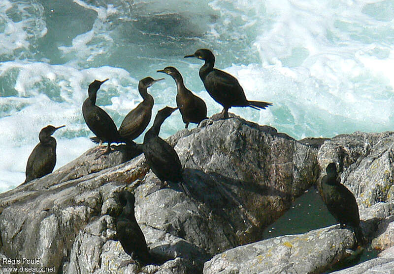 Cormoran huppé, habitat, Comportement