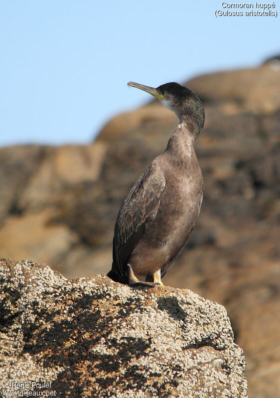 Cormoran huppéimmature