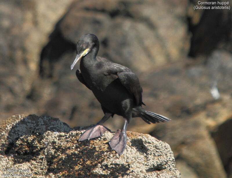 Cormoran huppéadulte