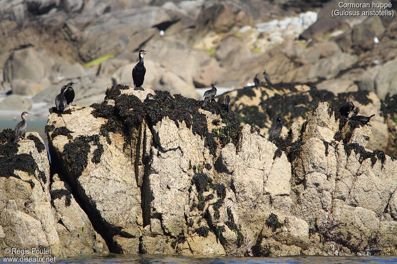 European Shag