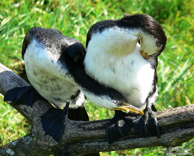 Little Pied Cormorant